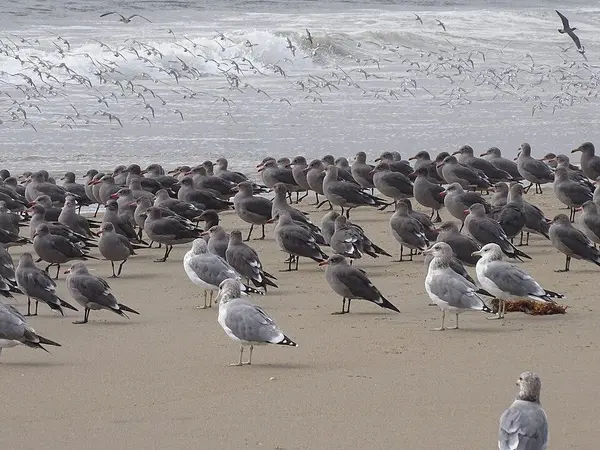 Gulls on a Point Reyes beach